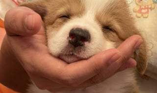 Illustration de l'article : 10 photos d’animaux qui ont un effet réel sur notre bien-être