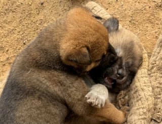 Illustration de l'article : 10 photos d’animaux qui ont un effet réel sur notre bien-être