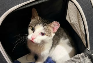 Illustration de l'article : Retrouvée abandonnée et gestante, cette chatte aux yeux vairons s'est retrouvée par erreur dans la rue