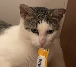 Illustration de l'article : Retrouvée abandonnée et gestante, cette chatte aux yeux vairons s'est retrouvée par erreur dans la rue