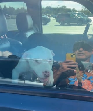 Illustration de l'article : Pendant que leur maître est au casino, 2 chiens subissent la canicule dans sa camionnette