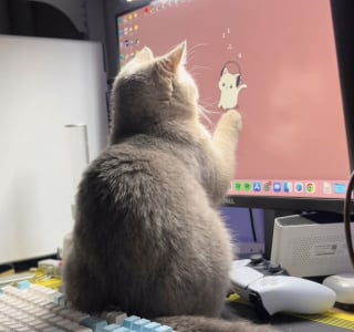 Illustration de l'article : 14 chiens et chats qui se sont rendus utiles en se faufilant dans des endroits où personne ne les attendait