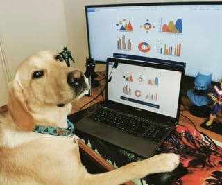 Illustration de l'article : 14 chiens et chats qui se sont rendus utiles en se faufilant dans des endroits où personne ne les attendait