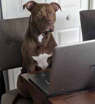 Illustration de l'article : 14 chiens et chats qui se sont rendus utiles en se faufilant dans des endroits où personne ne les attendait
