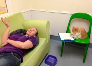 Illustration de l'article : 14 chiens et chats qui se sont rendus utiles en se faufilant dans des endroits où personne ne les attendait