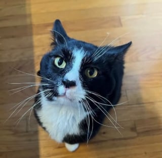Illustration de l'article : Après 2 ans dehors, ce chat s’étant invité chez une voisine attend désormais sa nouvelle vie