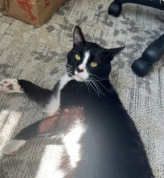 Illustration de l'article : Après 2 ans dehors, ce chat s’étant invité chez une voisine attend désormais sa nouvelle vie