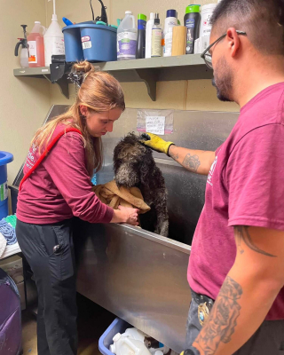 Illustration de l'article : Piégé depuis plusieurs jours dans une canalisation, ce chien désespérément tente de se faire entendre