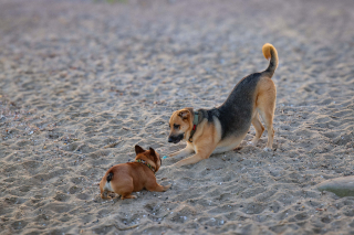 Illustration de l'article : Pourquoi les chiens reproduisent-ils les grimaces de leurs amis en jouant ? La science répond.