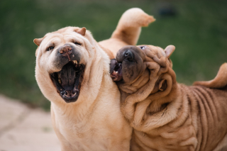 Illustration de l'article : Pourquoi les chiens reproduisent-ils les grimaces de leurs amis en jouant ? La science répond.