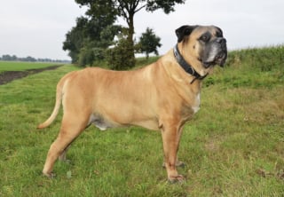 Illustration de l'article : 10 races de chiens connues pour être tout en muscles