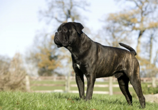 Illustration de l'article : 10 races de chiens connues pour être tout en muscles