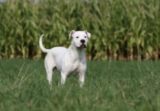 Illustration de l'article : 10 races de chiens connues pour être tout en muscles