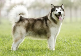 Illustration de l'article : 10 races de chiens connues pour être tout en muscles