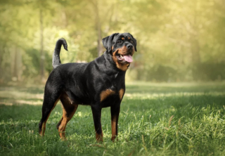 Illustration de l'article : 10 races de chiens connues pour être tout en muscles