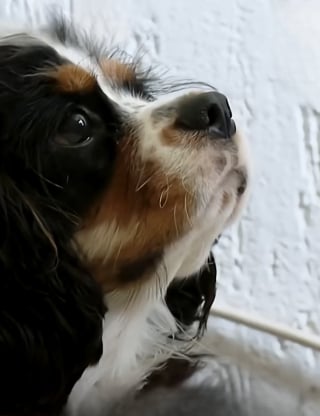 Illustration de l'article : Dans cette mairie, les chiens s'invitent au travail pour le plus grand bonheur des agents (vidéo)