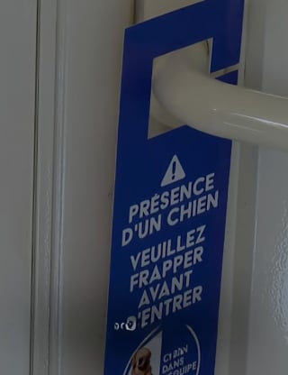 Illustration de l'article : Dans cette mairie, les chiens s'invitent au travail pour le plus grand bonheur des agents (vidéo)