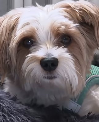 Illustration de l'article : Dans cette mairie, les chiens s'invitent au travail pour le plus grand bonheur des agents (vidéo)