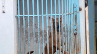 Illustration de l'article : Une v&eacute;t&eacute;rinaire va parcourir 620 km pour offrir un nouvel h&ocirc;pital aux animaux errants (vid&eacute;o)