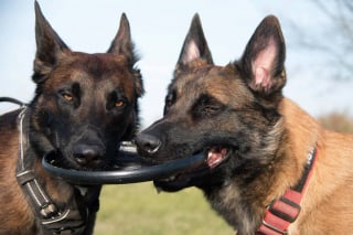 Illustration de l'article : Tombée dans un puits en promenant son chien, elle attire l'attention de 2 Malinois de passage