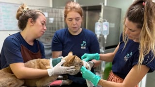 Illustration de l'article : Une v&eacute;t&eacute;rinaire va parcourir 620 km pour offrir un nouvel h&ocirc;pital aux animaux errants (vid&eacute;o)