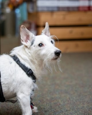 Illustration de l'article : Fugueur « repenti » et sauvé de la paralysie, ce chien sénior poursuit ses courses endiablées quotidiennes