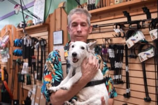 Illustration de l'article : Fugueur « repenti » et sauvé de la paralysie, ce chien sénior poursuit ses courses endiablées quotidiennes