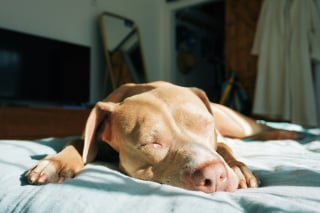 Illustration de l'article : Pourquoi votre chien gémit-il et pédale-t-il dans le vide en dormant ?