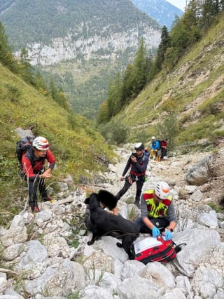 Illustration de l'article : Apr&egrave;s une chute en montagne, ce Labrador reste toute la nuit aupr&egrave;s de son ma&icirc;tre bless&eacute;