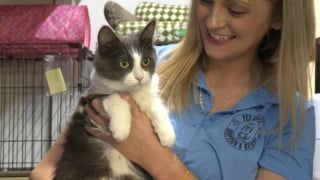 Illustration de l'article : Une boîte abandonnée devant un refuge devait contenir une chatte et ses chatons, mais pas qu'eux