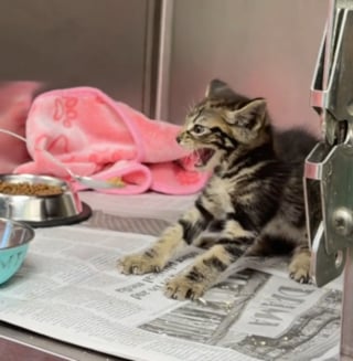 Illustration de l'article : Ce chaton de refuge extrêmement farouche change d'attitude dès qu'il découvre l'affection (vidéo)