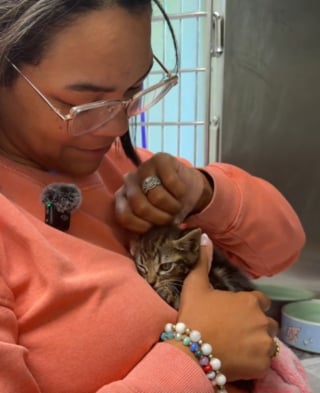 Illustration de l'article : Ce chaton de refuge extrêmement farouche change d'attitude dès qu'il découvre l'affection (vidéo)