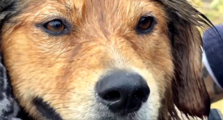 Illustration de l'article : Un chien errant sort seul d’un fleuve en crue, puis court sur une autoroute