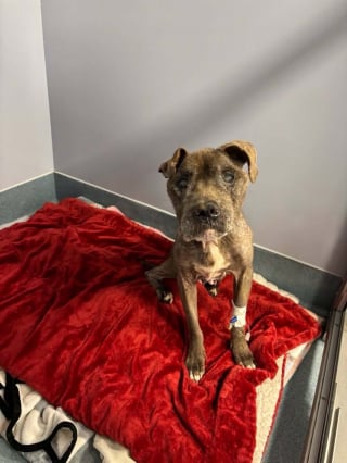 Illustration de l'article : Une chienne retrouv&eacute;e d&eacute;shydrat&eacute;e et m&eacute;connaissable parmi 82 chiens abandonn&eacute;s &agrave; leur sort