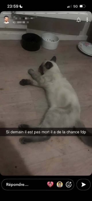 Illustration de l'article : Battu par son propriétaire et filmé sur Snapchat, ce chaton de 3 mois entame une longue convalescence