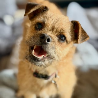 Illustration de l'article : Sauvé d’un campement de fortune, ce chien trouve enfin du réconfort en blottissant sa tête contre son ami (vidéo)