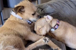 Illustration de l'article : Sauvé d’un campement de fortune, ce chien trouve enfin du réconfort en blottissant sa tête contre son ami (vidéo)