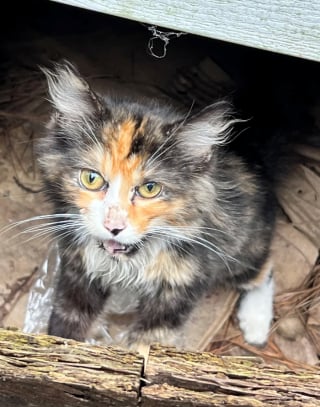 Illustration de l'article : Un chaton apparaît sur le climatiseur du voisin et décide de rester