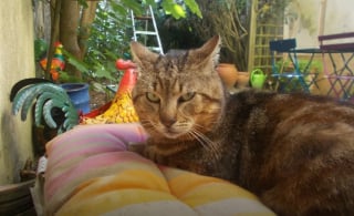 Illustration de l'article : A 10 ans, ce chat discret ne quitte plus celle qui lui a ouvert sa porte