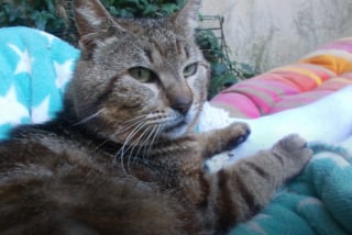 Illustration de l'article : A 10 ans, ce chat discret ne quitte plus celle qui lui a ouvert sa porte