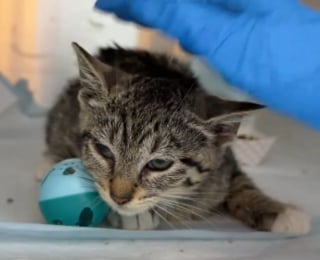Illustration de l'article : Ce chaton de refuge se bat pour survivre &agrave; la maladie qui l'a priv&eacute; de son fr&egrave;re (vid&eacute;o)