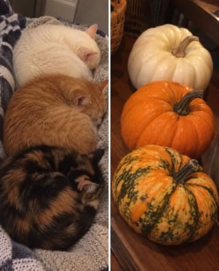 Illustration de l'article : 15 chats qui ressemblent &agrave; s&rsquo;y m&eacute;prendre &agrave; des aliments de notre quotidien