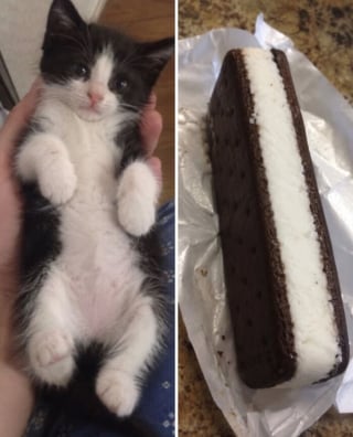 Illustration de l'article : 15 chats qui ressemblent &agrave; s&rsquo;y m&eacute;prendre &agrave; des aliments de notre quotidien