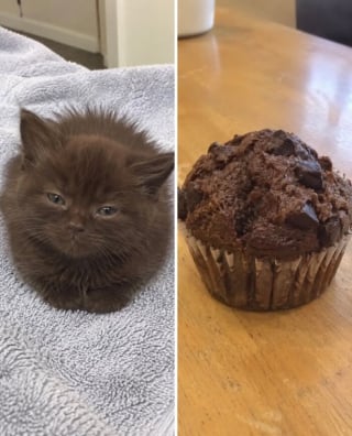 Illustration de l'article : 15 chats qui ressemblent &agrave; s&rsquo;y m&eacute;prendre &agrave; des aliments de notre quotidien