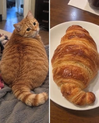 Illustration de l'article : 15 chats qui ressemblent &agrave; s&rsquo;y m&eacute;prendre &agrave; des aliments de notre quotidien