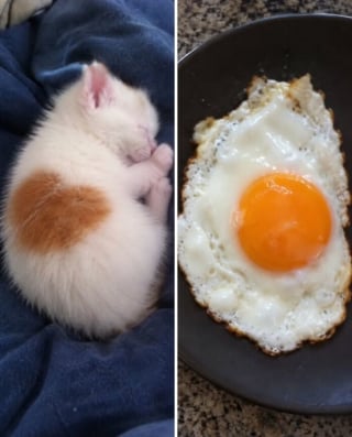 Illustration de l'article : 15 chats qui ressemblent &agrave; s&rsquo;y m&eacute;prendre &agrave; des aliments de notre quotidien