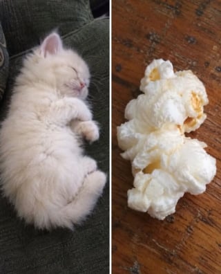 Illustration de l'article : 15 chats qui ressemblent &agrave; s&rsquo;y m&eacute;prendre &agrave; des aliments de notre quotidien