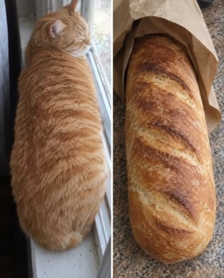 Illustration de l'article : 15 chats qui ressemblent &agrave; s&rsquo;y m&eacute;prendre &agrave; des aliments de notre quotidien