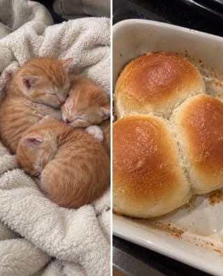 Illustration de l'article : 15 chats qui ressemblent &agrave; s&rsquo;y m&eacute;prendre &agrave; des aliments de notre quotidien
