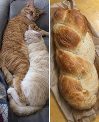 Illustration de l'article : 15 chats qui ressemblent &agrave; s&rsquo;y m&eacute;prendre &agrave; des aliments de notre quotidien